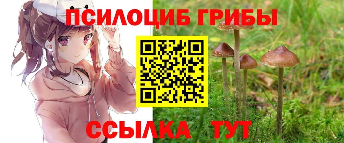 Галлюциногенные грибы Psilocybe Карасук